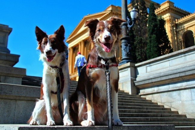 Equipe Tudo de Cão