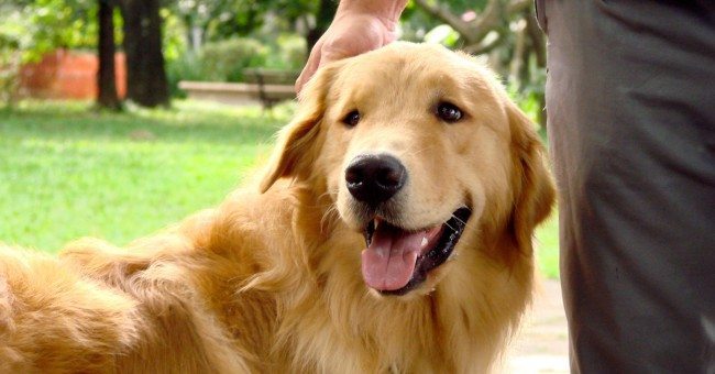 xixi-11 Toddy - Aluno da Tudo de Cão